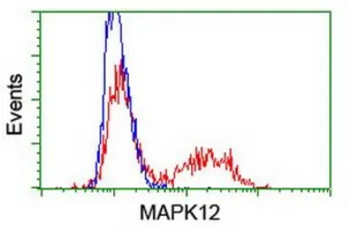Anti-p38 gamma antibody [10E1] used in Flow cytometry (FCM). GTX84148
