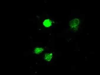 Anti-ERK2 antibody [4C2] used in Immunocytochemistry/ Immunofluorescence (ICC/IF). GTX84151