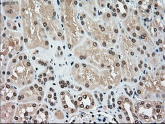 Anti-SEK1 / MKK4 antibody [4B4] used in IHC (Paraffin sections) (IHC-P). GTX84161