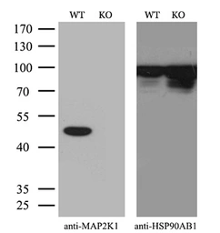 Anti-MEK1 antibody [1F5] used in Western Blot (WB). GTX84167