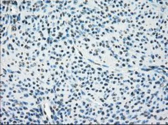 Anti-LTA4H antibody [1E9] used in IHC (Paraffin sections) (IHC-P). GTX84170