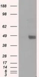 Anti-LOX antibody [6B11] used in Western Blot (WB). GTX84182