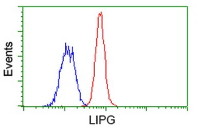 Anti-Endothelial Lipase / LIPG antibody [4A8] used in Flow cytometry (FCM). GTX84191
