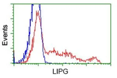 Anti-Endothelial Lipase / LIPG antibody [2A5] used in Flow cytometry (FCM). GTX84195