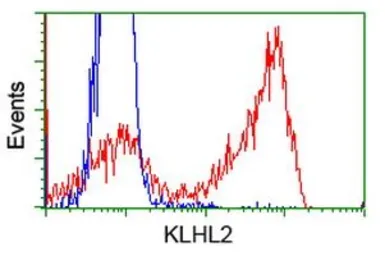 Anti-KLHL2 antibody [1G7] used in Flow cytometry (FCM). GTX84259
