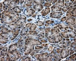 Anti-KCTD5 antibody [3C8] used in IHC (Paraffin sections) (IHC-P). GTX84281