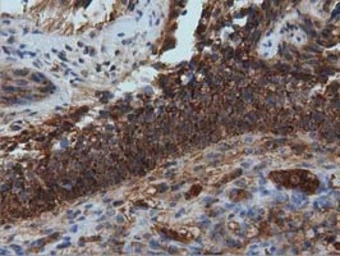 Anti-IVD antibody [1B10] used in IHC (Paraffin sections) (IHC-P). GTX84285