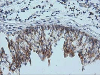 Anti-IVD antibody [1B10] used in IHC (Paraffin sections) (IHC-P). GTX84285