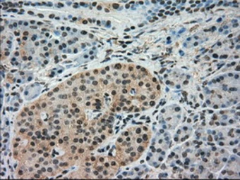 Anti-IRF3 antibody [4D4] used in IHC (Paraffin sections) (IHC-P). GTX84288