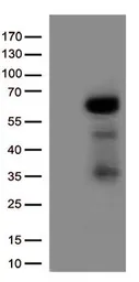 Anti-IRF3 antibody [4D4] used in Western Blot (WB). GTX84288