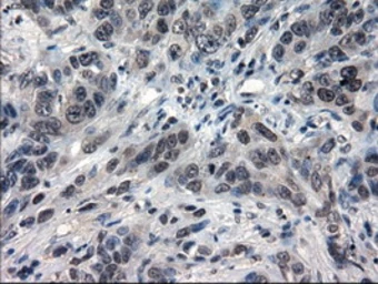 Anti-IL3 antibody [3B11] used in IHC (Paraffin sections) (IHC-P). GTX84295