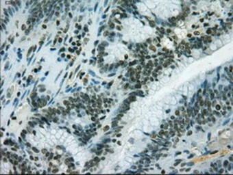 Anti-IL3 antibody [3B11] used in IHC (Paraffin sections) (IHC-P). GTX84295