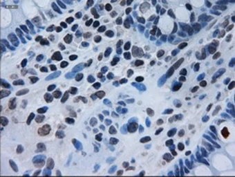 Anti-IL3 antibody [3B11] used in IHC (Paraffin sections) (IHC-P). GTX84295