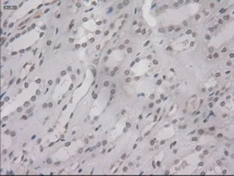 Anti-IL3 antibody [3B11] used in IHC (Paraffin sections) (IHC-P). GTX84295