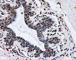 Anti-HIPPI antibody [4F6] used in IHC (Paraffin sections) (IHC-P). GTX84310