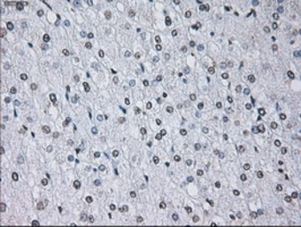 Anti-ID3 antibody [15F4] used in IHC (Paraffin sections) (IHC-P). GTX84320