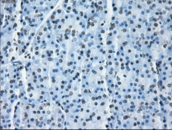 Anti-ID3 antibody [15F4] used in IHC (Paraffin sections) (IHC-P). GTX84320