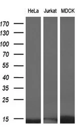 Anti-ID3 antibody [15F4] used in Western Blot (WB). GTX84320