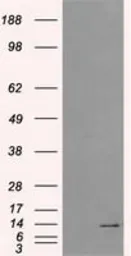 Anti-ID3 antibody [10D3] used in Western Blot (WB). GTX84325