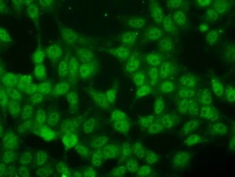 Anti-ID3 antibody [7B6] used in Immunocytochemistry/ Immunofluorescence (ICC/IF). GTX84327