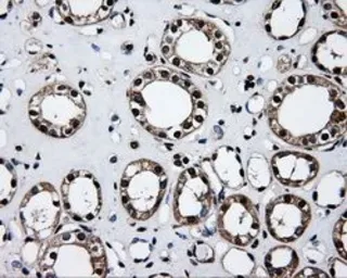 Anti-ID3 antibody [7B6] used in IHC (Paraffin sections) (IHC-P). GTX84327