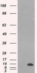 Anti-ID3 antibody [7B6] used in Western Blot (WB). GTX84327