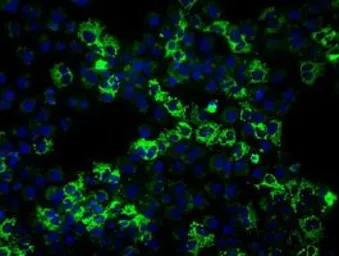 Anti-Grp75 antibody [10D7] used in Immunocytochemistry/ Immunofluorescence (ICC/IF). GTX84332