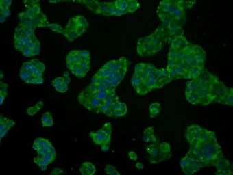 Anti-Hsp70 antibody [2C12] used in Immunocytochemistry/ Immunofluorescence (ICC/IF). GTX84341