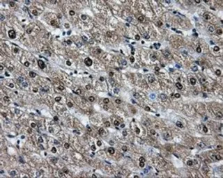 Anti-Hsp70 antibody [2C12] used in IHC (Paraffin sections) (IHC-P). GTX84341