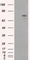 Anti-Hsp90 alpha antibody [3B5] used in Western Blot (WB). GTX84343