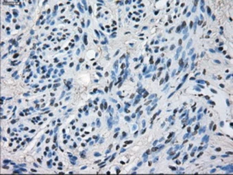 Anti-ERAB antibody [11A2] used in IHC (Paraffin sections) (IHC-P). GTX84347