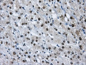 Anti-hnRNP F antibody [5F5] used in IHC (Paraffin sections) (IHC-P). GTX84356