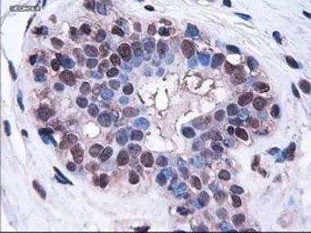 Anti-HES1 antibody [4H1] used in IHC (Paraffin sections) (IHC-P). GTX84375