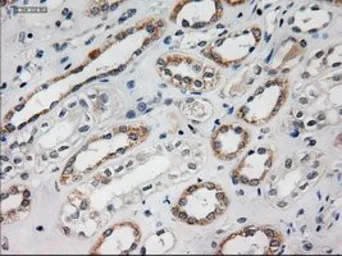 Anti-HES1 antibody [4H1] used in IHC (Paraffin sections) (IHC-P). GTX84375