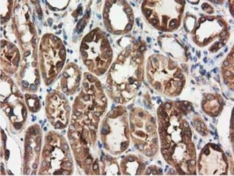 Anti-HDAC6 antibody [4C5] used in IHC (Paraffin sections) (IHC-P). GTX84377
