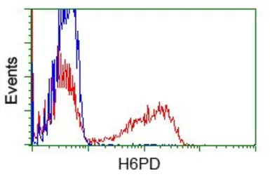 Anti-H6PD antibody [2A7] used in Flow cytometry (FCM). GTX84395