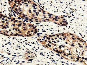 Anti-GSTT2 antibody [2E3] used in IHC (Paraffin sections) (IHC-P). GTX84400
