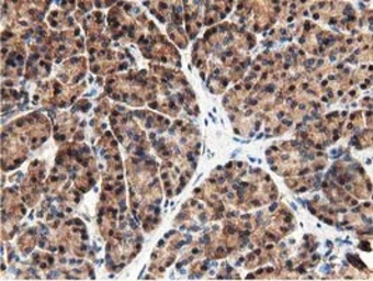 Anti-GSTT2 antibody [2E3] used in IHC (Paraffin sections) (IHC-P). GTX84400