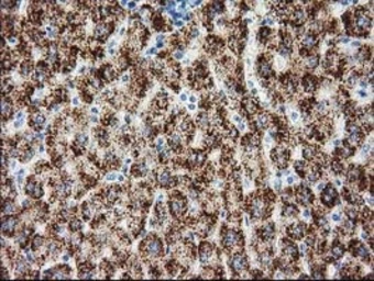 Anti-GSS antibody [1A12] used in IHC (Paraffin sections) (IHC-P). GTX84406