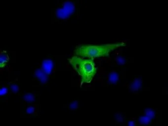 Anti-GPI antibody [5A11] used in Immunocytochemistry/ Immunofluorescence (ICC/IF). GTX84416