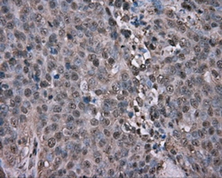 Anti-GPI antibody [7G10] used in IHC (Paraffin sections) (IHC-P). GTX84417
