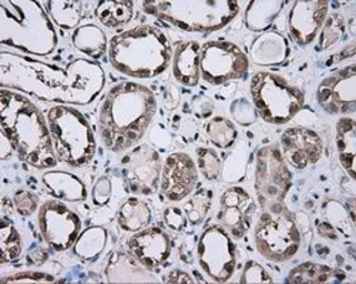 Anti-GPI antibody [7G10] used in IHC (Paraffin sections) (IHC-P). GTX84417