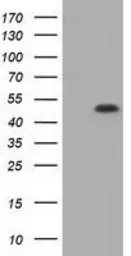 Anti-GRASP65 antibody [5C5] used in Western Blot (WB). GTX84423