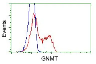 Anti-GNMT antibody [8A3] used in Flow cytometry (FCM). GTX84425