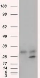 Anti-GNMT antibody [8A3] used in Western Blot (WB). GTX84425
