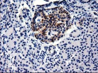 Anti-GGPS1 antibody [3F9] used in IHC (Paraffin sections) (IHC-P). GTX84427