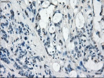 Anti-GBP2 antibody [4E7] used in IHC (Paraffin sections) (IHC-P). GTX84442