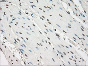 Anti-GBP2 antibody [4E7] used in IHC (Paraffin sections) (IHC-P). GTX84442