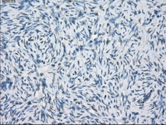 Anti-GBP2 antibody [4E7] used in IHC (Paraffin sections) (IHC-P). GTX84442