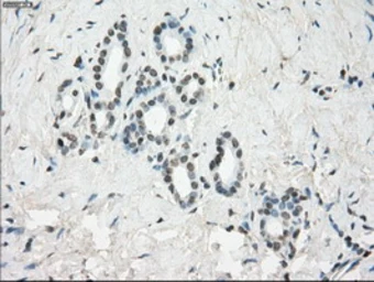 Anti-GBP2 antibody [4E7] used in IHC (Paraffin sections) (IHC-P). GTX84442